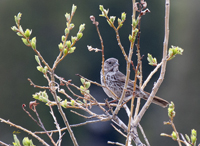 Fox Sparrow slate colored